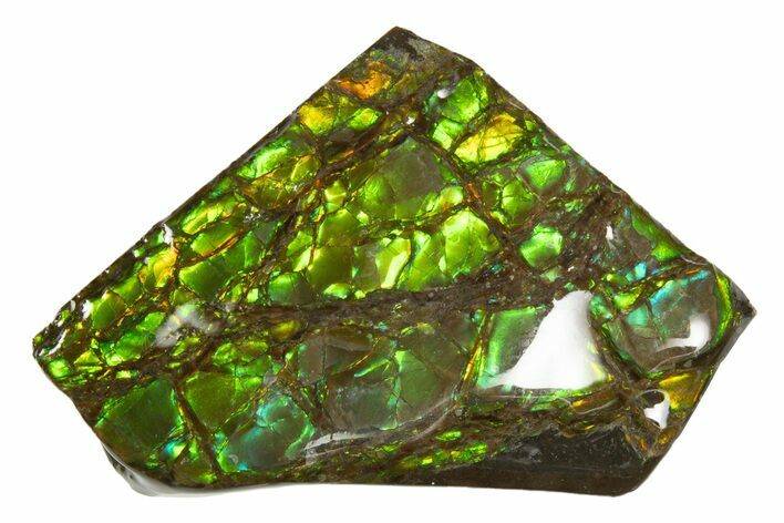Iridescent Ammolite (Fossil Ammonite Shell) - Brilliant Greens #316742